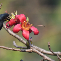 Bombax ceiba