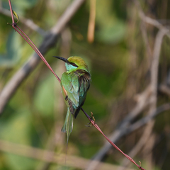 Merops orientalis