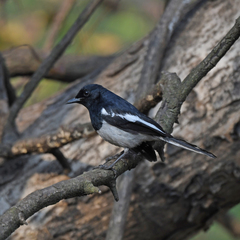 Copsychus saularis