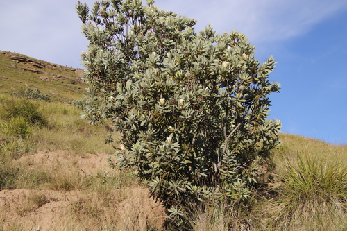 Image of Protea subvestita by (c) Tony Rebelo, some rights reserved (CC BY-SA)