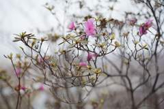 Rhododendron sichotense