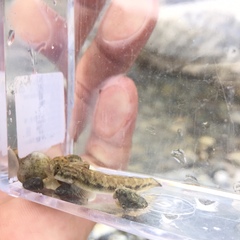 Sicyopterus lagocephalus