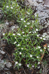 Pseudostellaria rigida