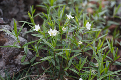 Pseudostellaria rigida