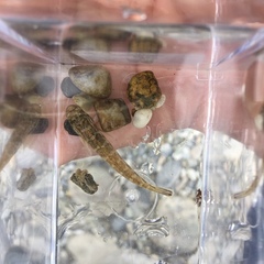 Sicyopterus lagocephalus