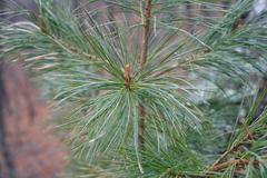 Pinus koraiensis