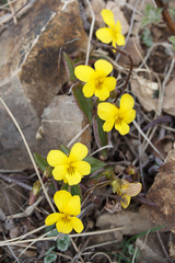 Viola orientalis