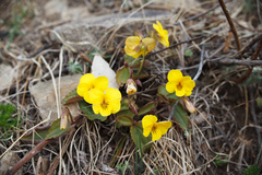 Viola orientalis