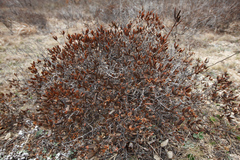 Rhododendron sichotense