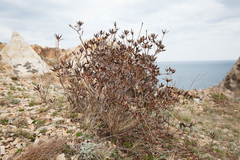 Rhododendron sichotense