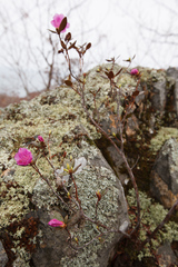 Rhododendron sichotense