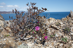 Rhododendron sichotense