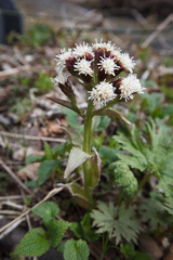 Petasites tatewakianus