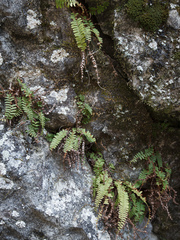 Polystichum craspedosorum