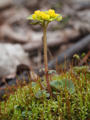 Chrysosplenium pilosum