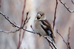 Coccothraustes coccothraustes