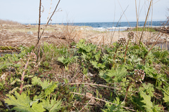 Petasites tatewakianus