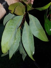 Buckinghamia celsissima