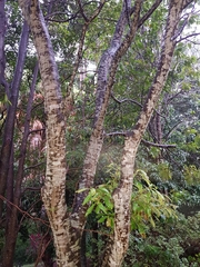 Buckinghamia celsissima