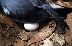 Pterodroma axillaris