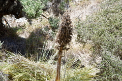 Aciphylla squarrosa squarrosa