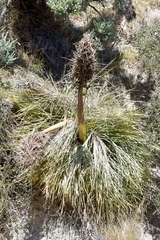 Aciphylla squarrosa squarrosa