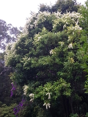 Buckinghamia celsissima