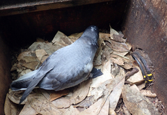 Pterodroma axillaris