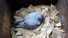 Pterodroma axillaris