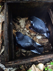 Pterodroma axillaris