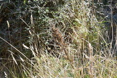 Aciphylla squarrosa squarrosa