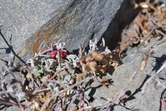 Chenopodium triandrum