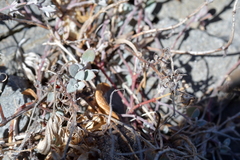 Chenopodium triandrum