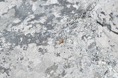 Uresiphita maorialis