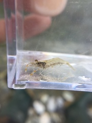 Macrobrachium asperulum