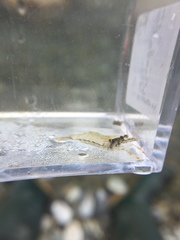 Macrobrachium asperulum