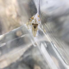 Macrobrachium asperulum