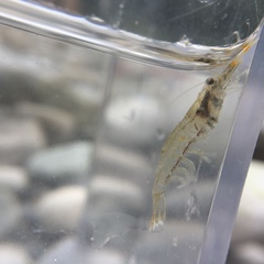 Macrobrachium asperulum