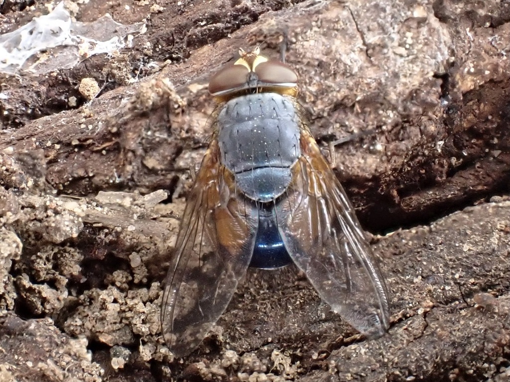 Calliphora dubia