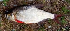 Blicca bjoerkna