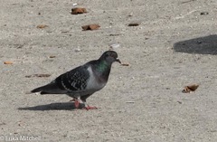 Columba livia domestica
