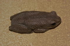 Hyperolius parallelus