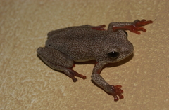 Hyperolius parallelus