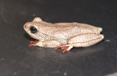 Hyperolius parallelus