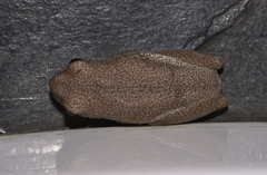 Hyperolius parallelus