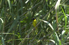 Ploceus cucullatus nigriceps