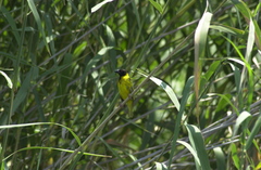 Ploceus cucullatus nigriceps