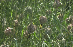 Ploceus cucullatus nigriceps