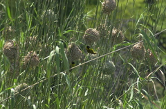 Ploceus cucullatus nigriceps