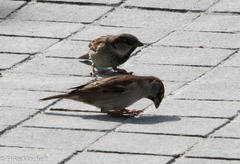 Passer domesticus